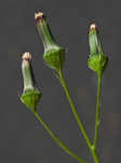 American burnweed